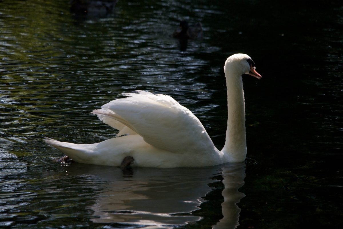 ein Schwan im See der "Fontane di Clitunno"